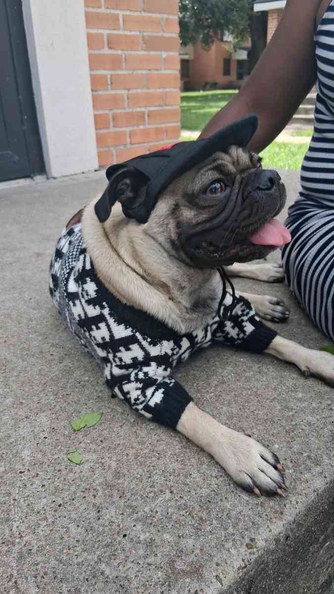 pet clothing pet apparel pop up shop - San Antonio, Texas - FleaMarketBay