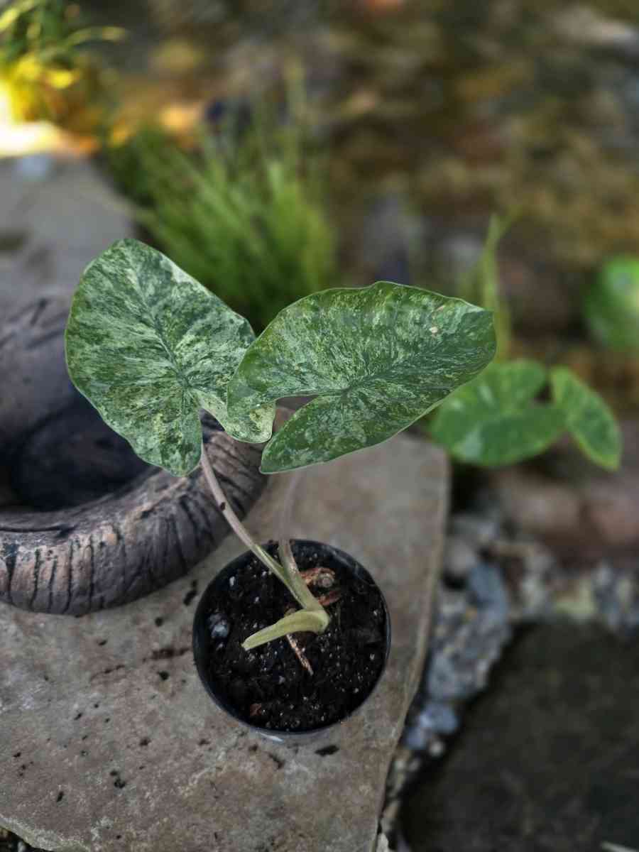 Alocasia Odora Batik - Lafayette, Louisiana - FleaMarketBay