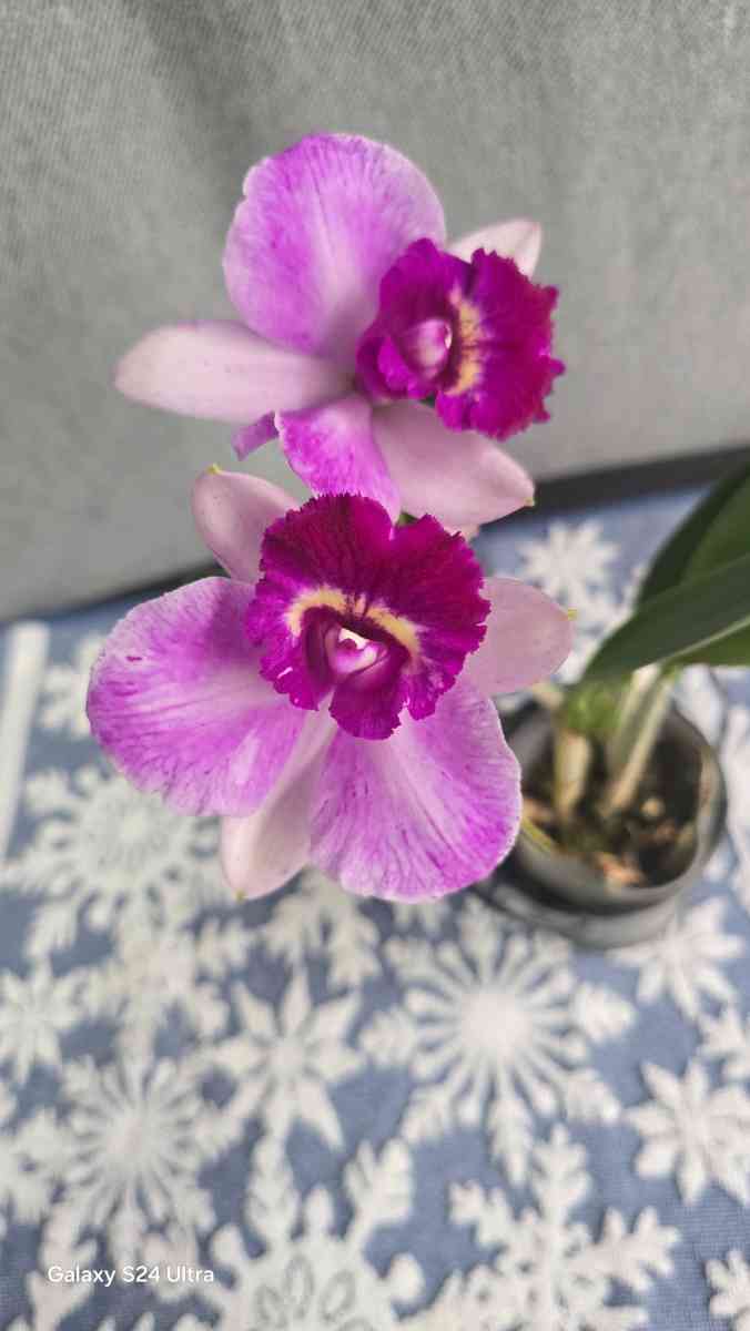 Fragrant Cattleya Orchids Plants - Rio Rancho, New Mexico - FleaMarketBay