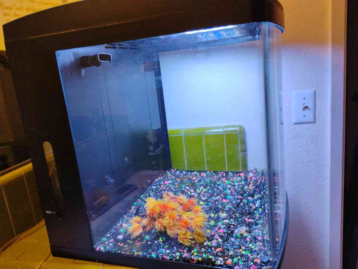 Fish Tank 32 gallon bio cube - Fair Oaks, California - FleaMarketBay
