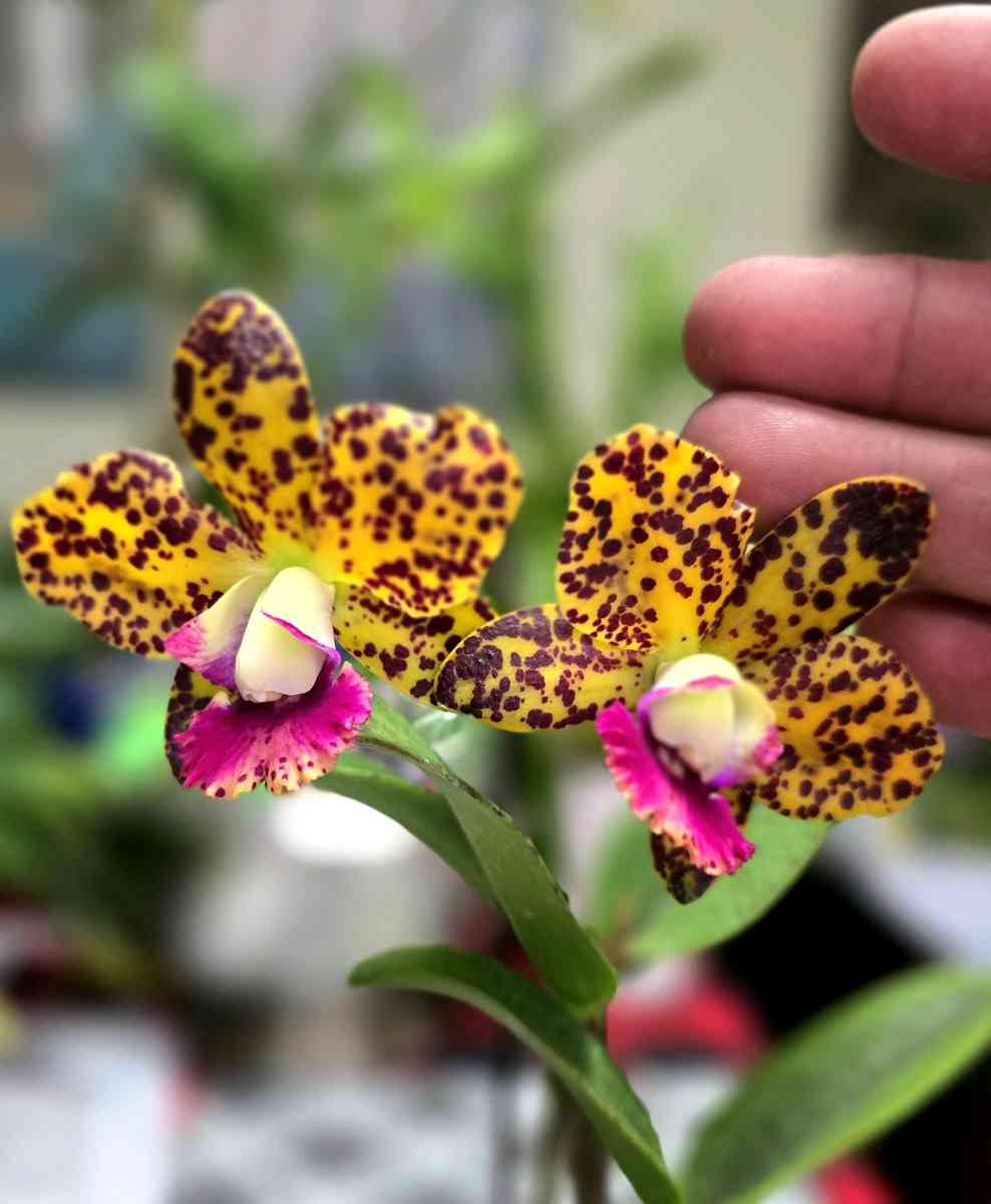 Fragrant Cattleya Orchids Plants - Rio Rancho, New Mexico - FleaMarketBay