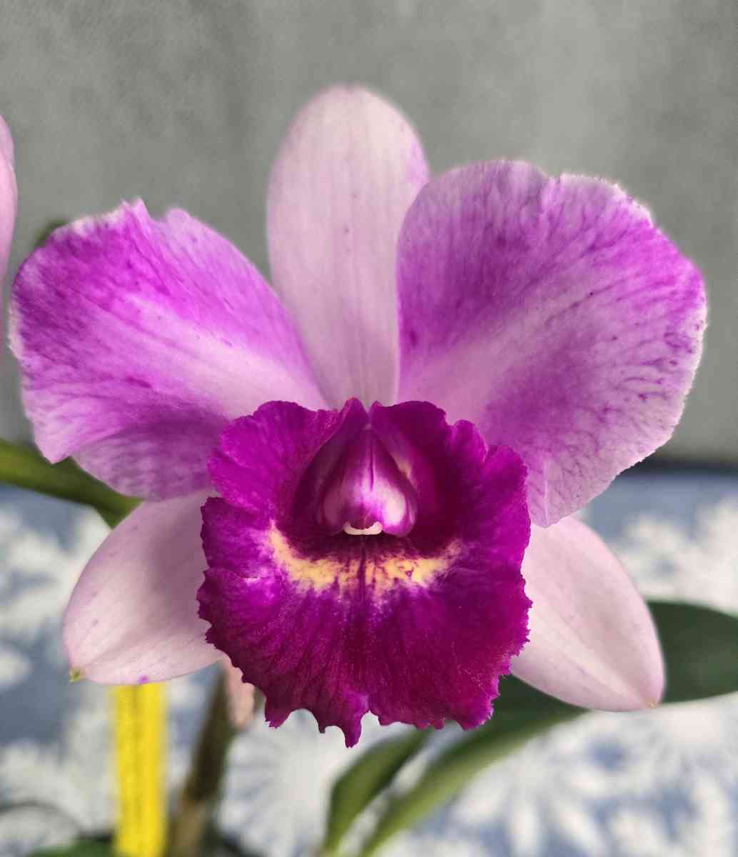 Fragrant Cattleya Orchids Plants - Rio Rancho, New Mexico - FleaMarketBay