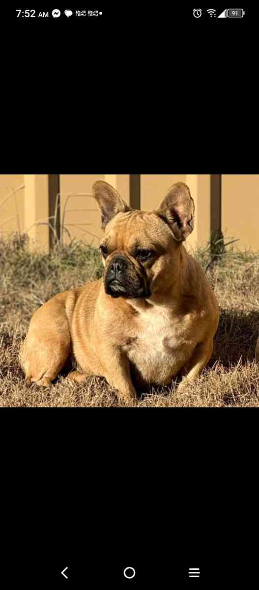 Stranger things Snowglobe tumblers - Killeen, Texas - FleaMarketBay