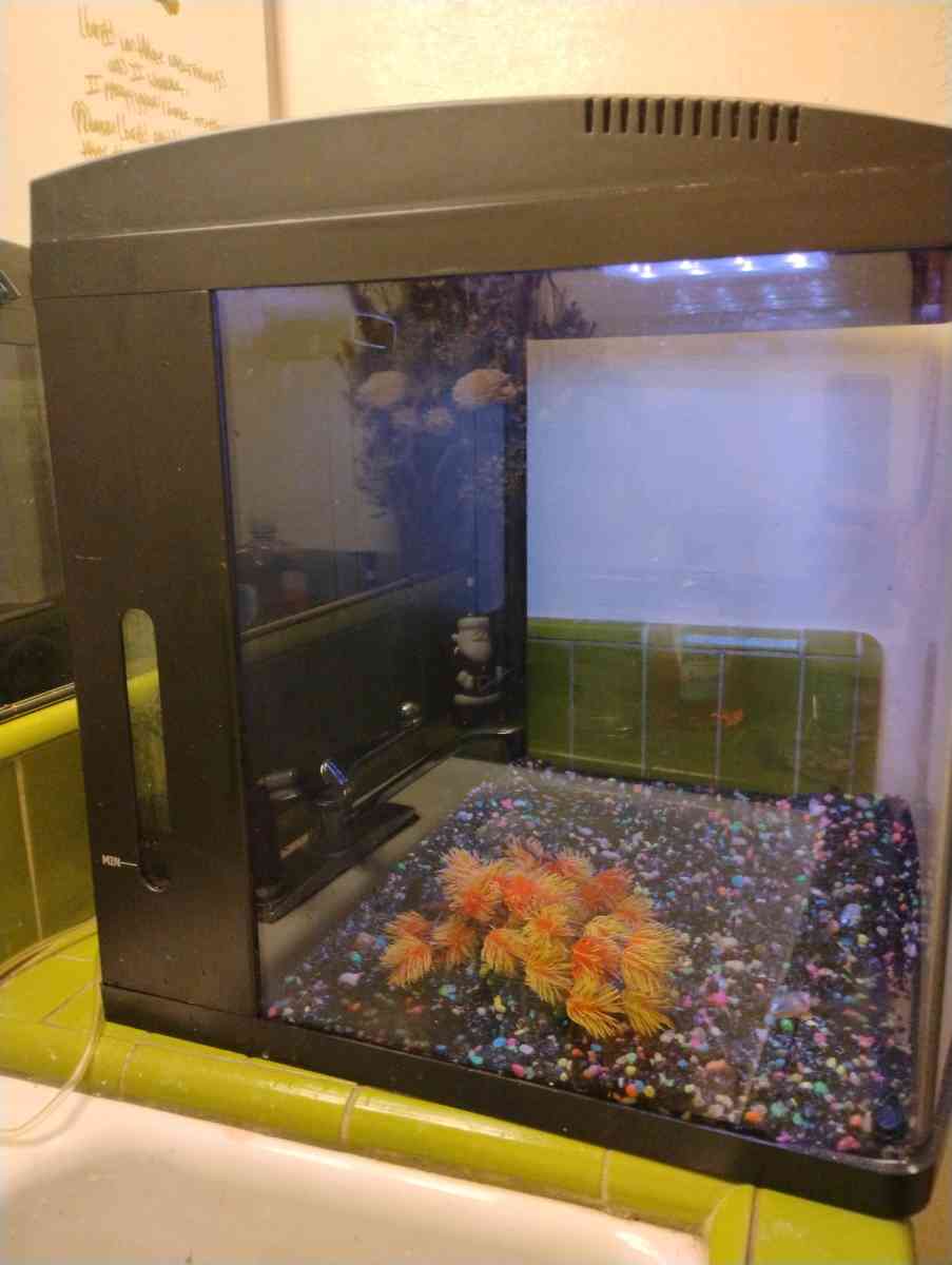 Fish Tank 32 gallon bio cube - Fair Oaks, California - FleaMarketBay