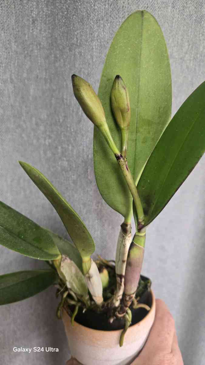 Fragrant Cattleya Orchids Plants - Rio Rancho, New Mexico - FleaMarketBay