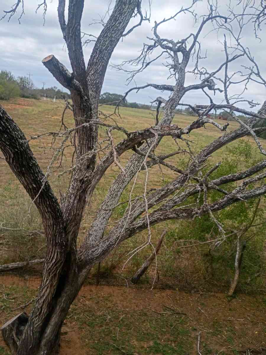 firewood - Adkins, Texas - FleaMarketBay