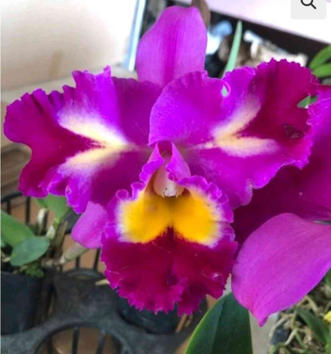 Fragrant Cattleya Orchids Plants - Rio Rancho, New Mexico - FleaMarketBay