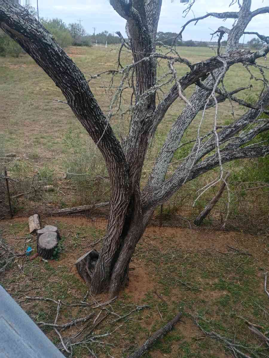 firewood - Adkins, Texas - FleaMarketBay