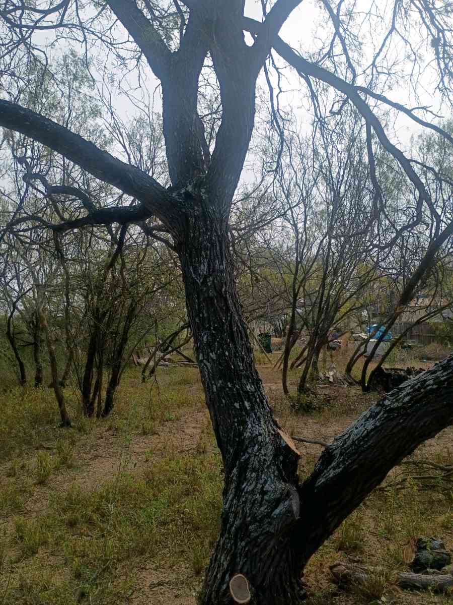 firewood - Adkins, Texas - FleaMarketBay