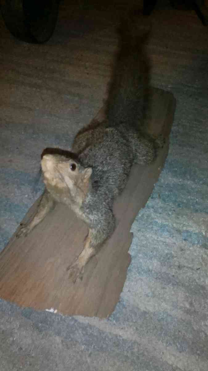 TAXIDERMY SQUIRREL - Charleston, West Virginia - FleaMarketBay
