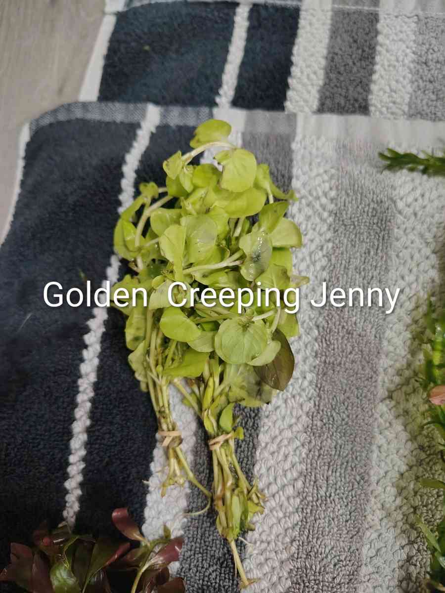 aquarium plants - Laredo, Texas - FleaMarketBay