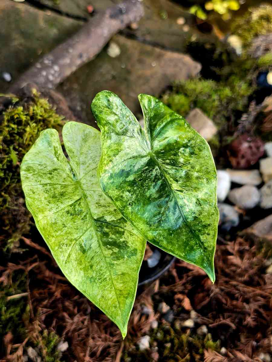 Beautiful Alocasia Odora Batik
