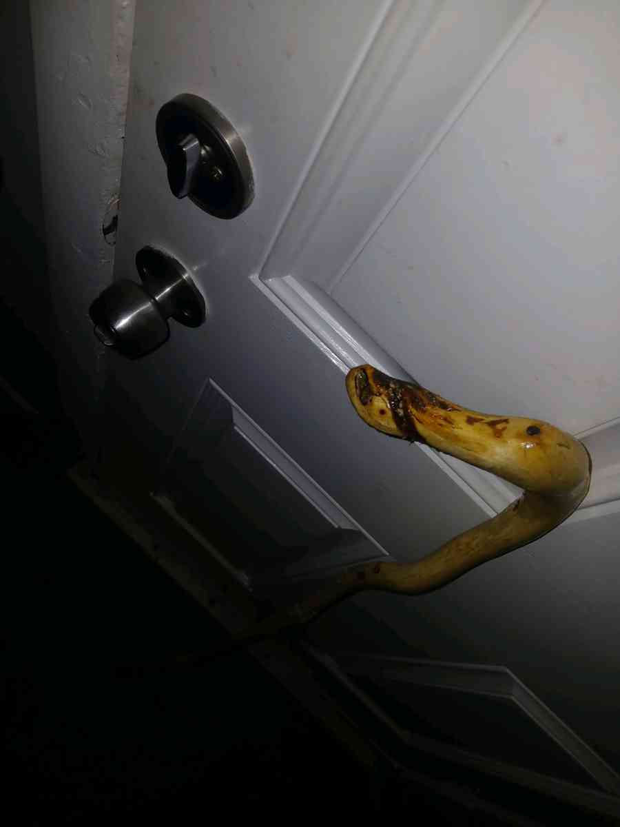 hazelnut walking stick - Troy, New York - FleaMarketBay