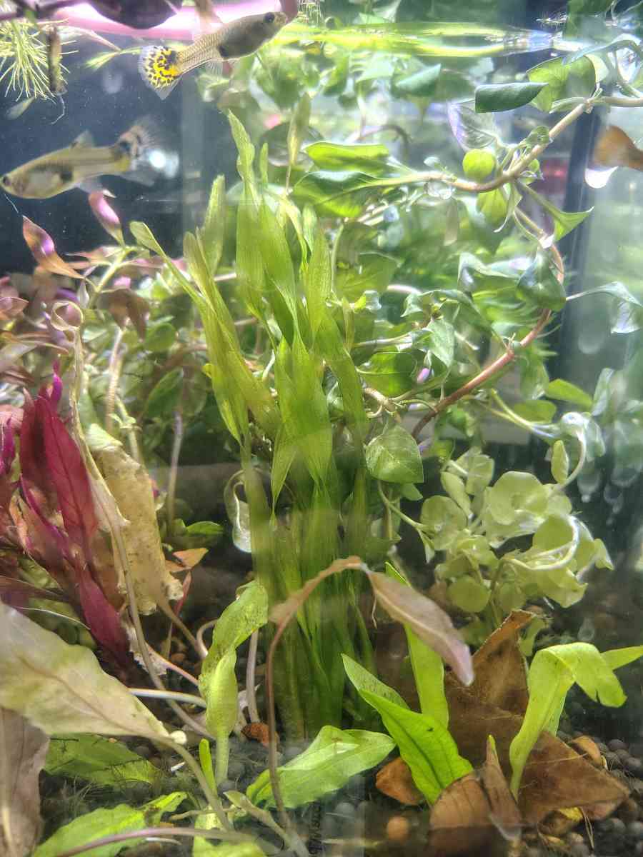 aquarium plants - Laredo, Texas - FleaMarketBay