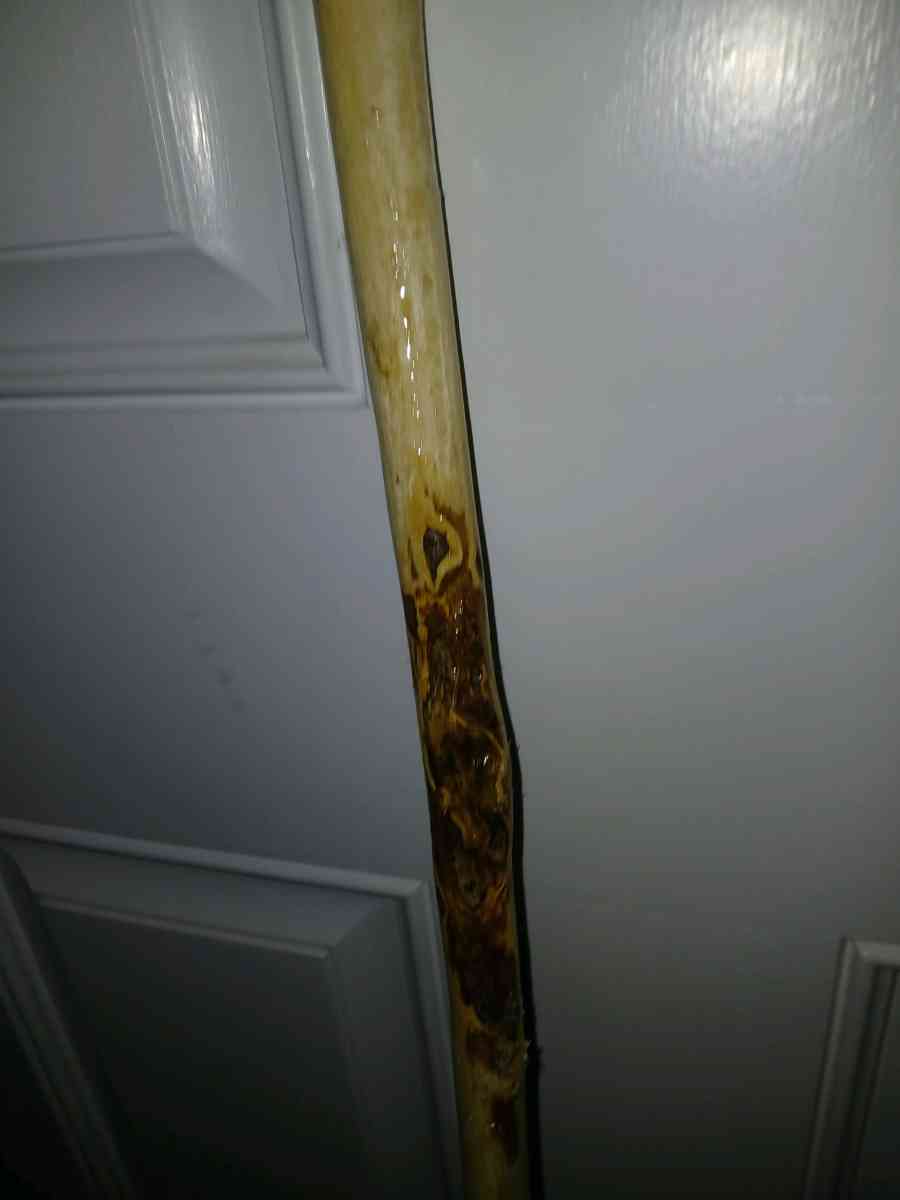 hazelnut walking stick - Troy, New York - FleaMarketBay