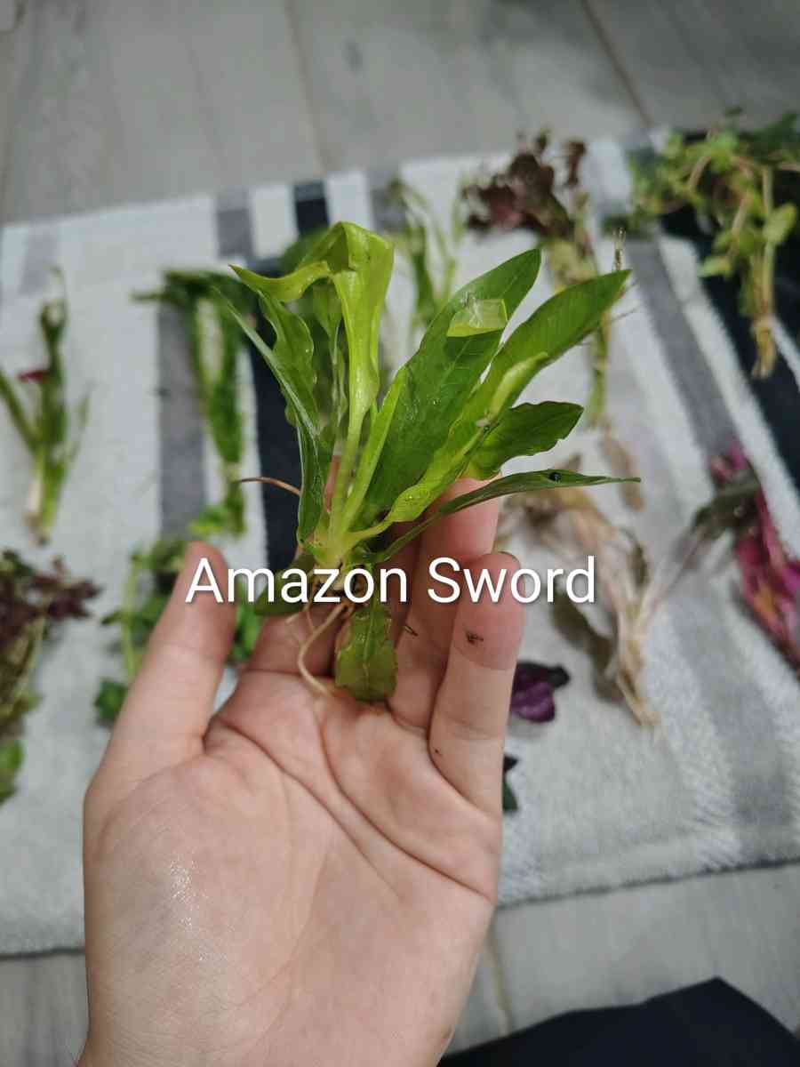 aquarium plants - Laredo, Texas - FleaMarketBay