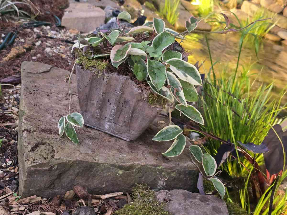 Hoya Crimson Queen in a handmade pot - Lafayette, Louisiana - FleaMarketBay