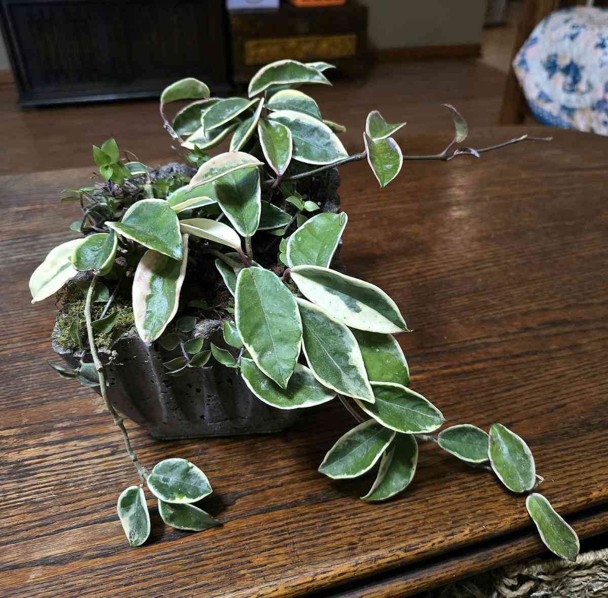 Hoya Crimson Queen in a handmade pot - Lafayette, Louisiana - FleaMarketBay