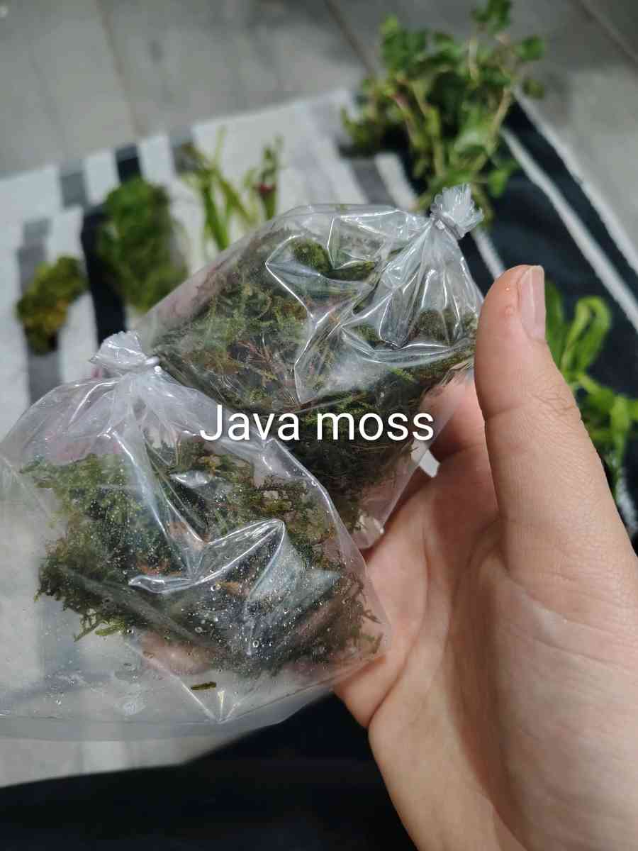 aquarium plants - Laredo, Texas - FleaMarketBay