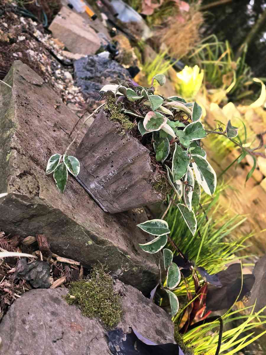 Hoya Crimson Queen in a handmade pot - Lafayette, Louisiana - FleaMarketBay