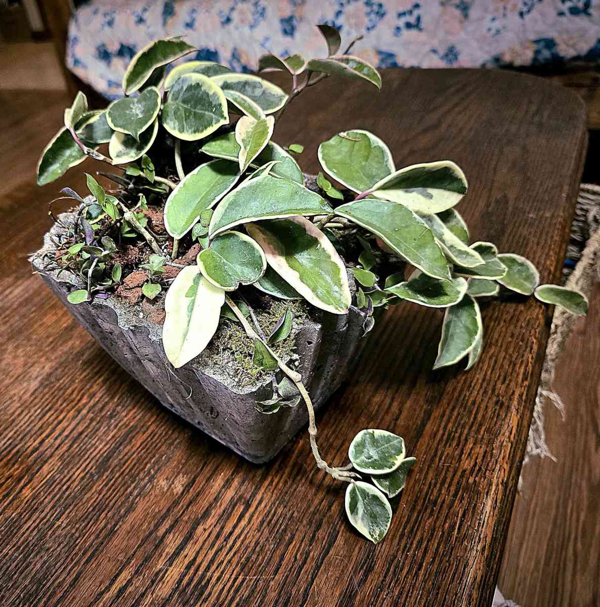 Hoya Crimson Queen in a handmade pot