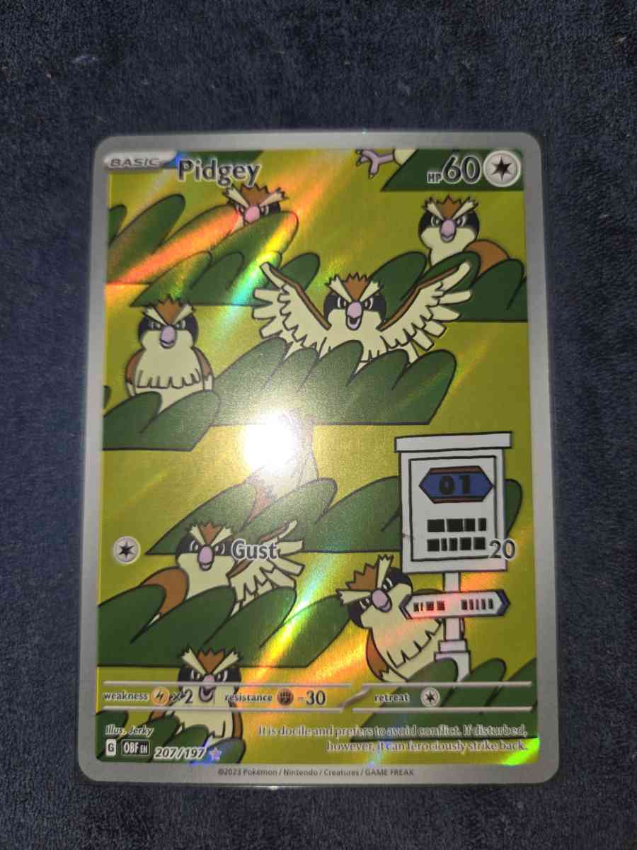 pidgey - Yelm, Washington