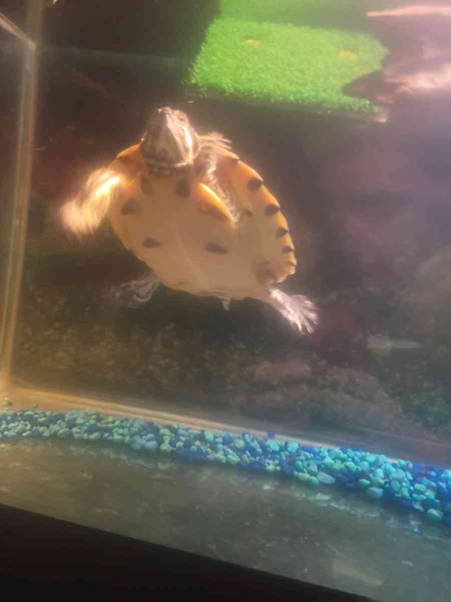 selling two turtles