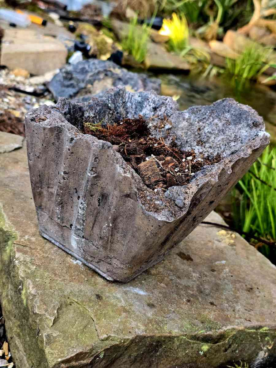 Hoya Crimson Queen in a handmade pot - Lafayette, Louisiana - FleaMarketBay