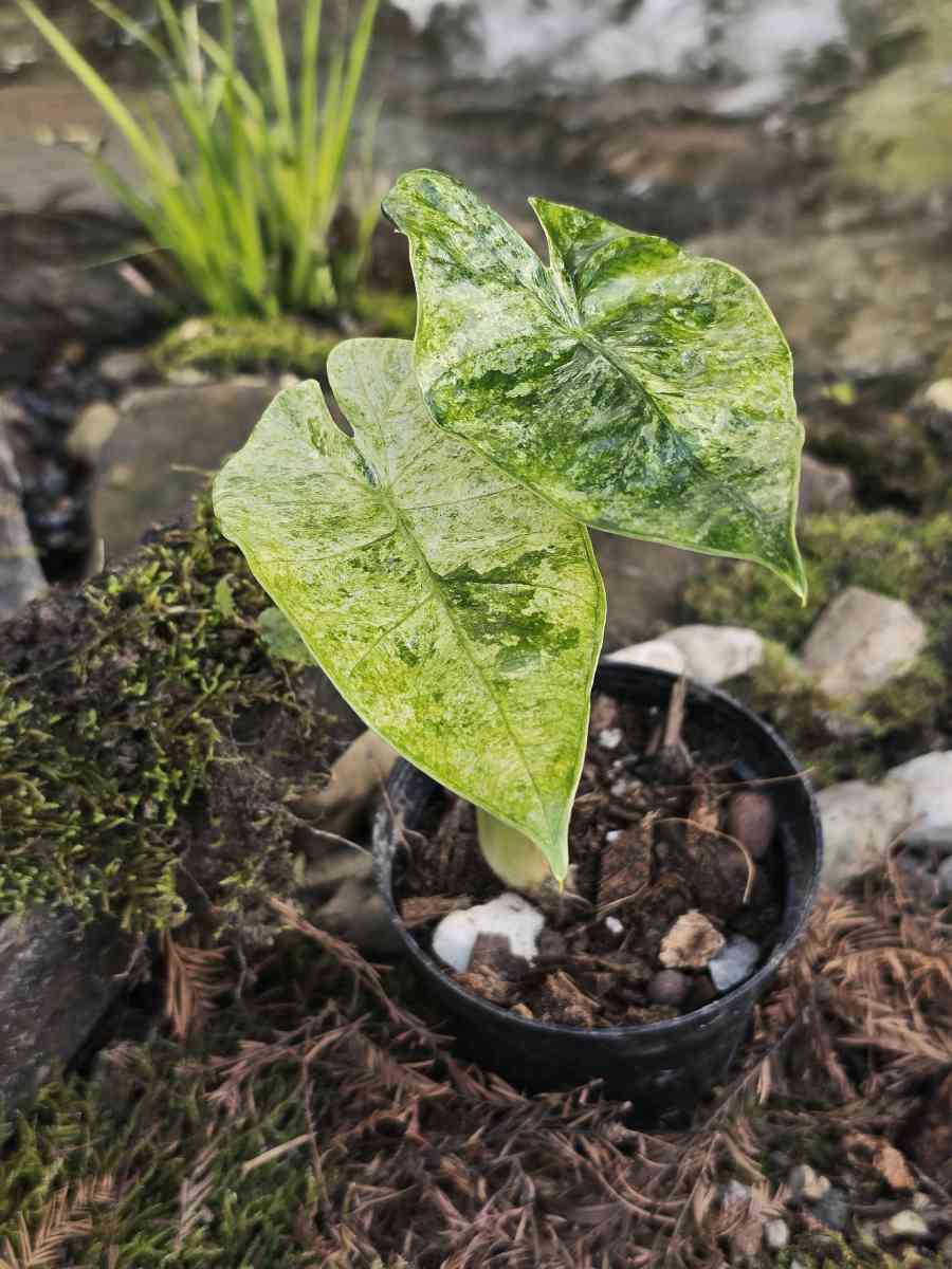 Beautiful Alocasia Odora Batik - Lafayette, Louisiana - FleaMarketBay