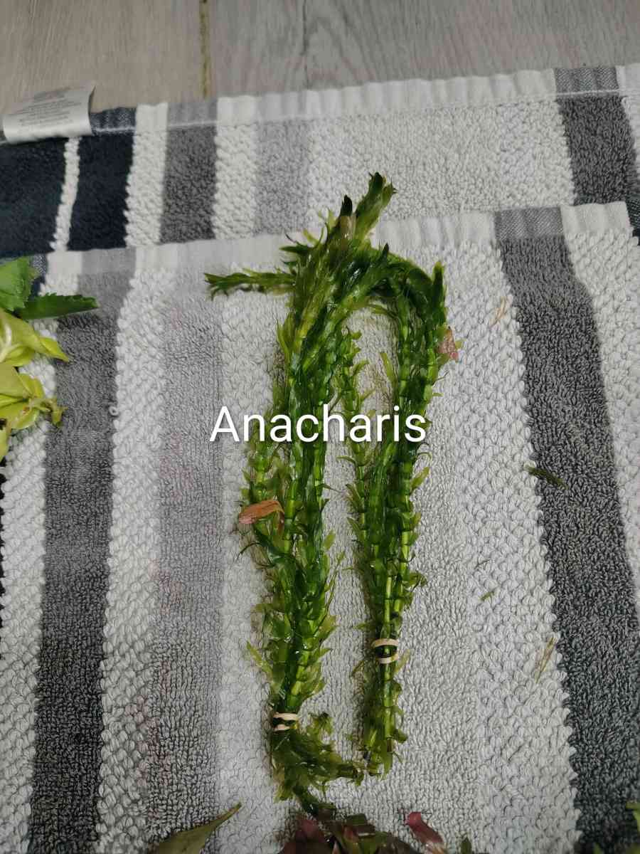 aquarium plants - Laredo, Texas - FleaMarketBay