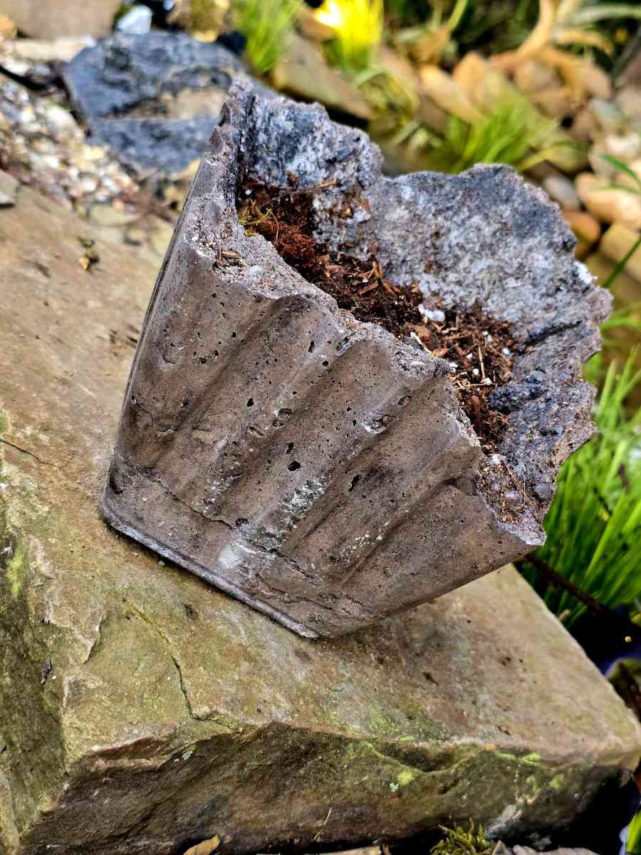 Hoya Crimson Queen in a handmade pot - Lafayette, Louisiana - FleaMarketBay