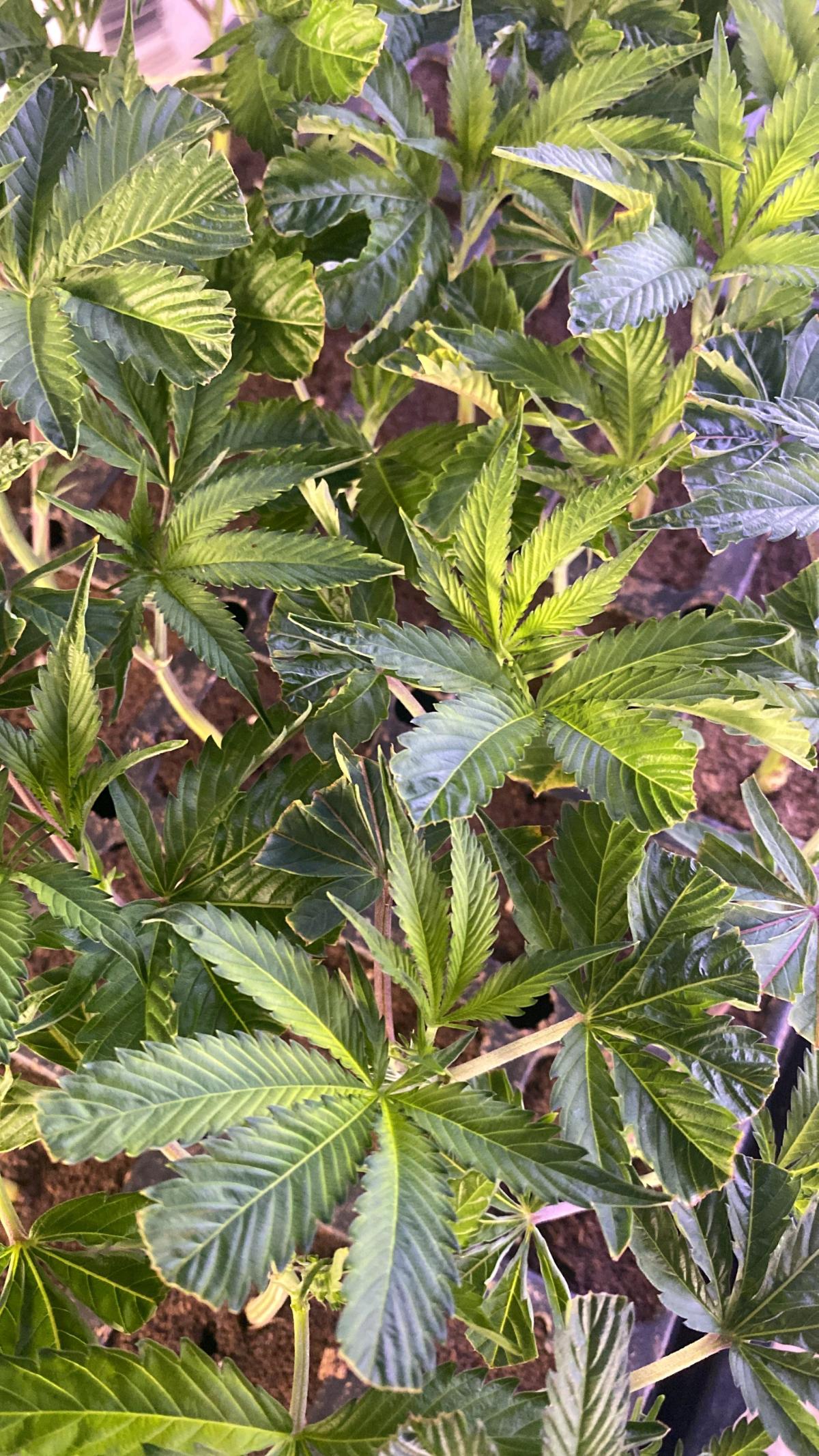 clones - Fresno, California - FleaMarketBay