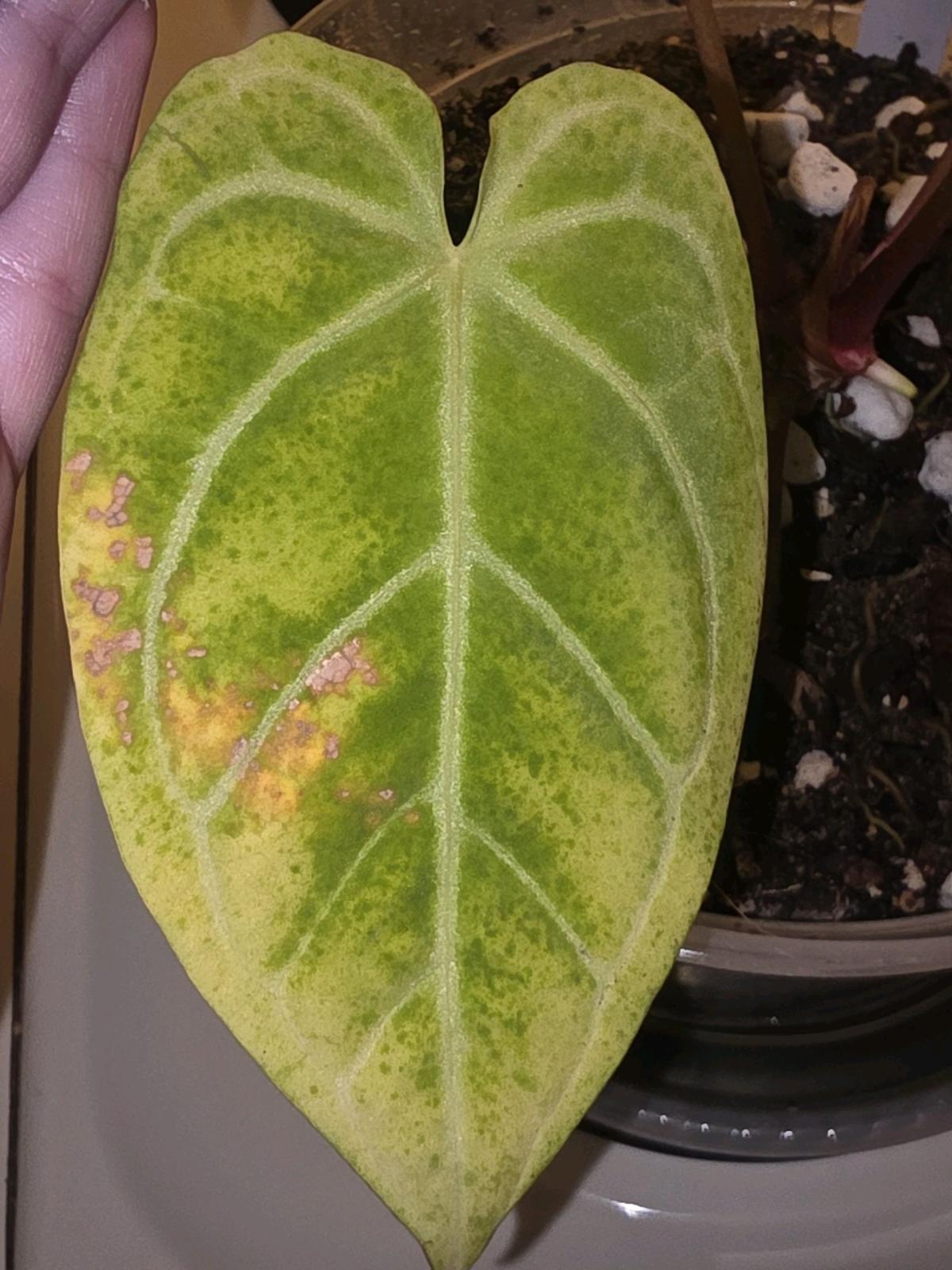 Anthurium Hybrid w Display Case - Jaffrey, New Hampshire - FleaMarketBay