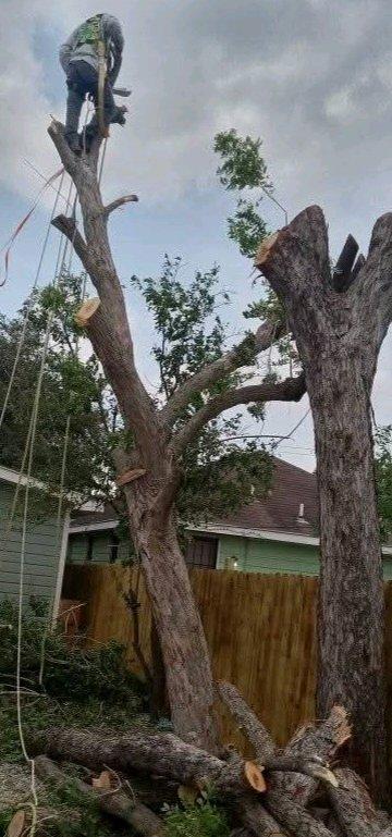 mantenimiento de jardines - Mcallen, Texas - FleaMarketBay