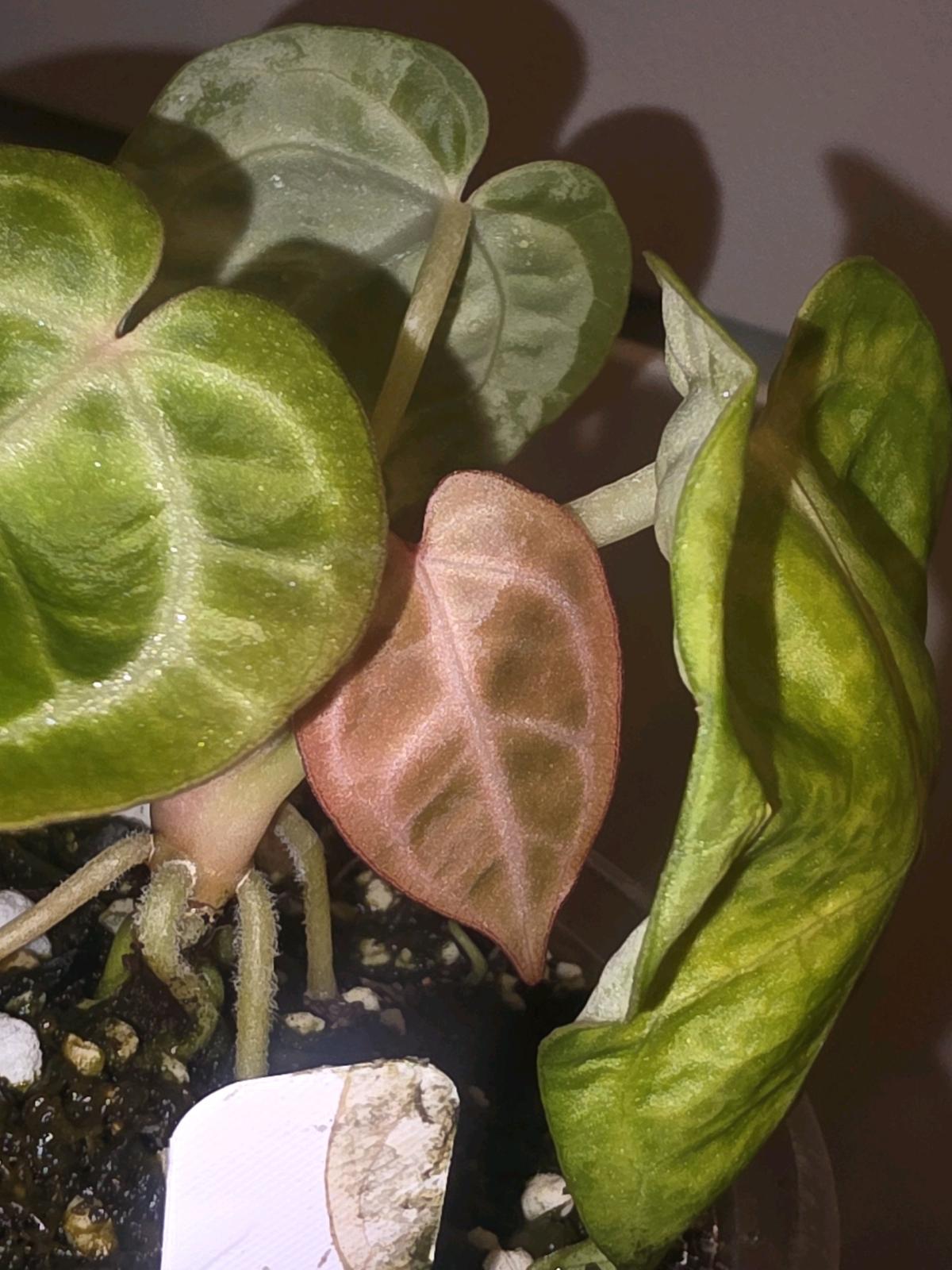 Anthurium Brown Derby - Jaffrey, New Hampshire - FleaMarketBay