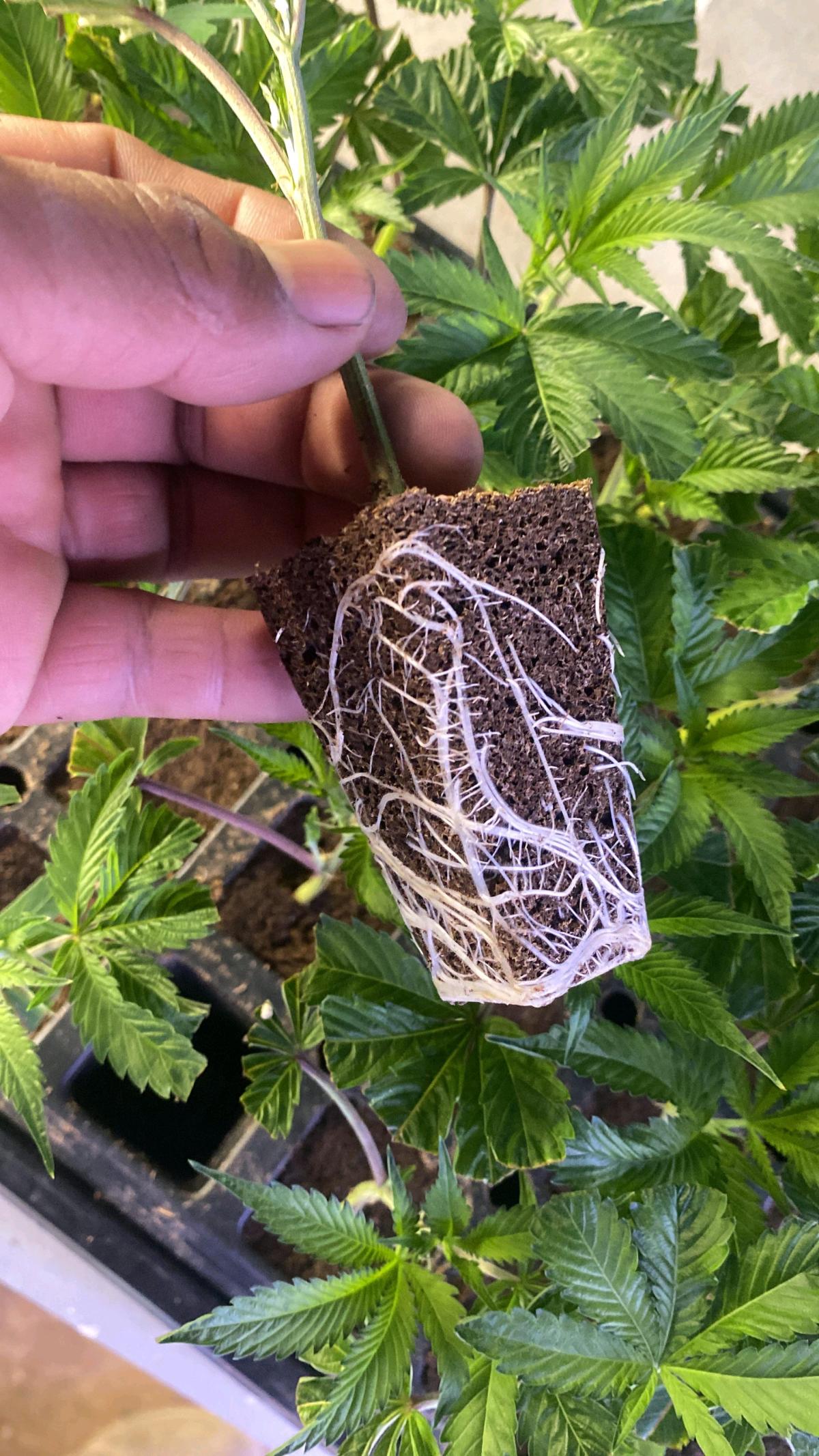 clones - Fresno, California - FleaMarketBay