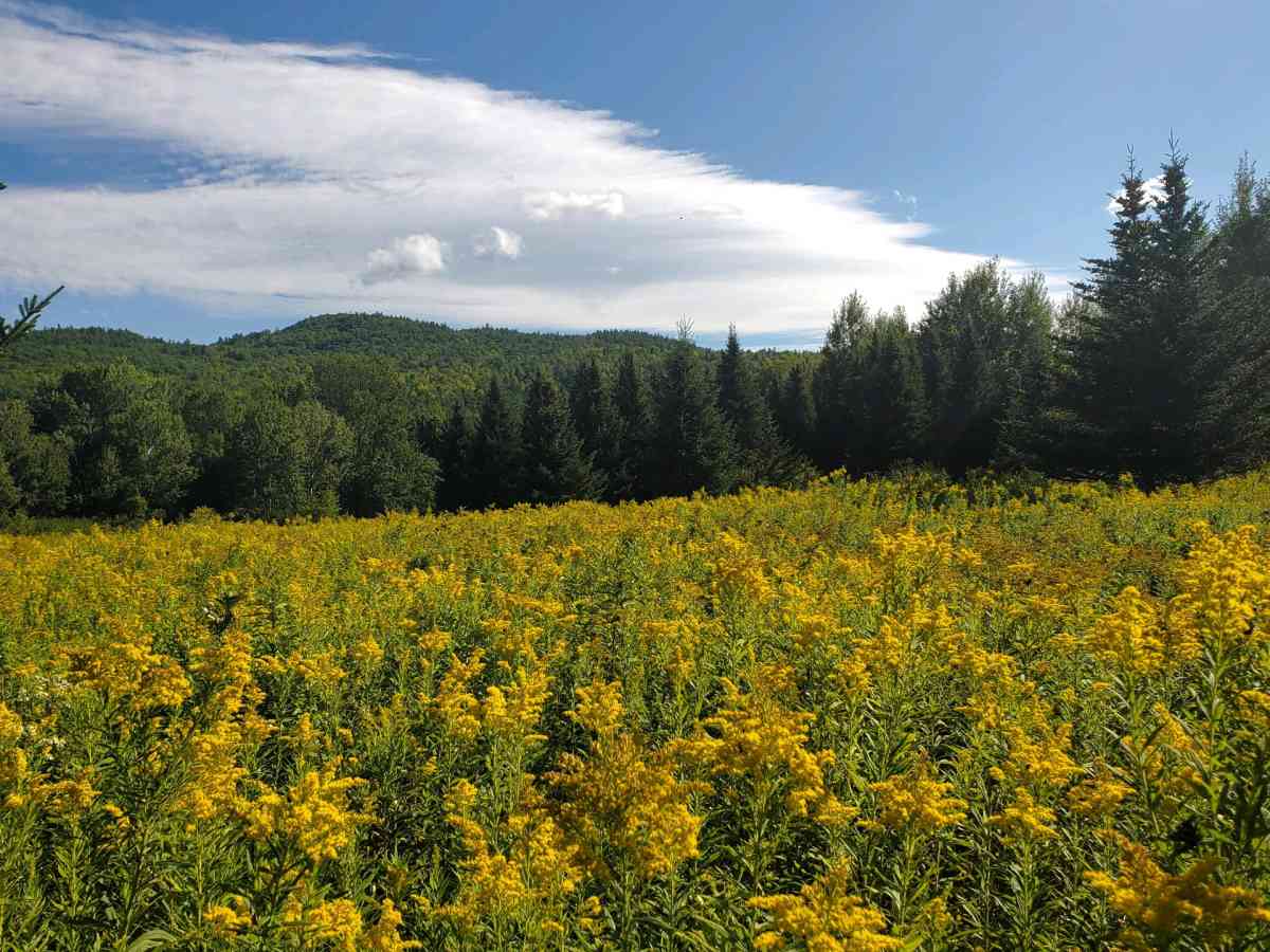 100 acres on top of Cold Spring Mountain - Adirondack, New York - FleaMarketBay