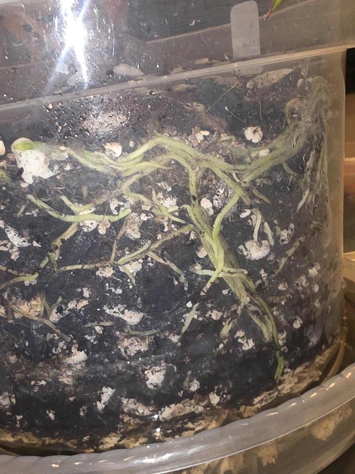 Anthurium Hybrid w Display Case - Jaffrey, New Hampshire - FleaMarketBay