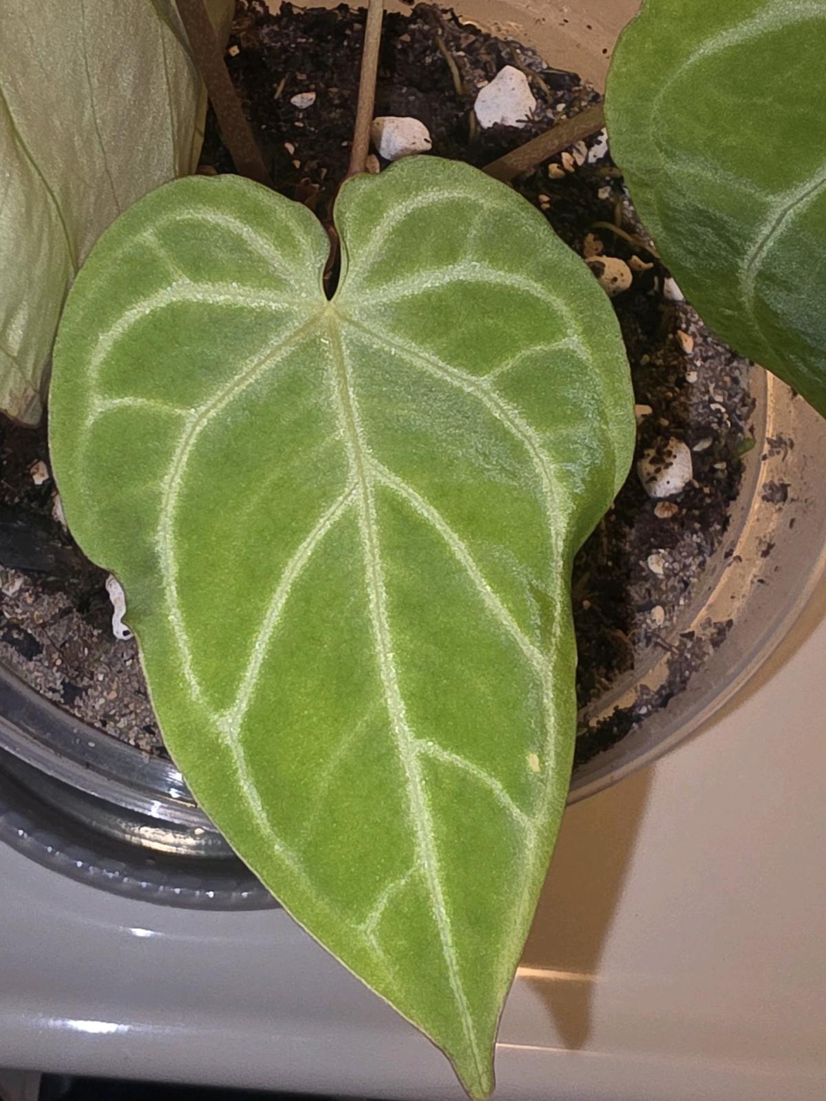 Anthurium Hybrid w Display Case - Jaffrey, New Hampshire - FleaMarketBay