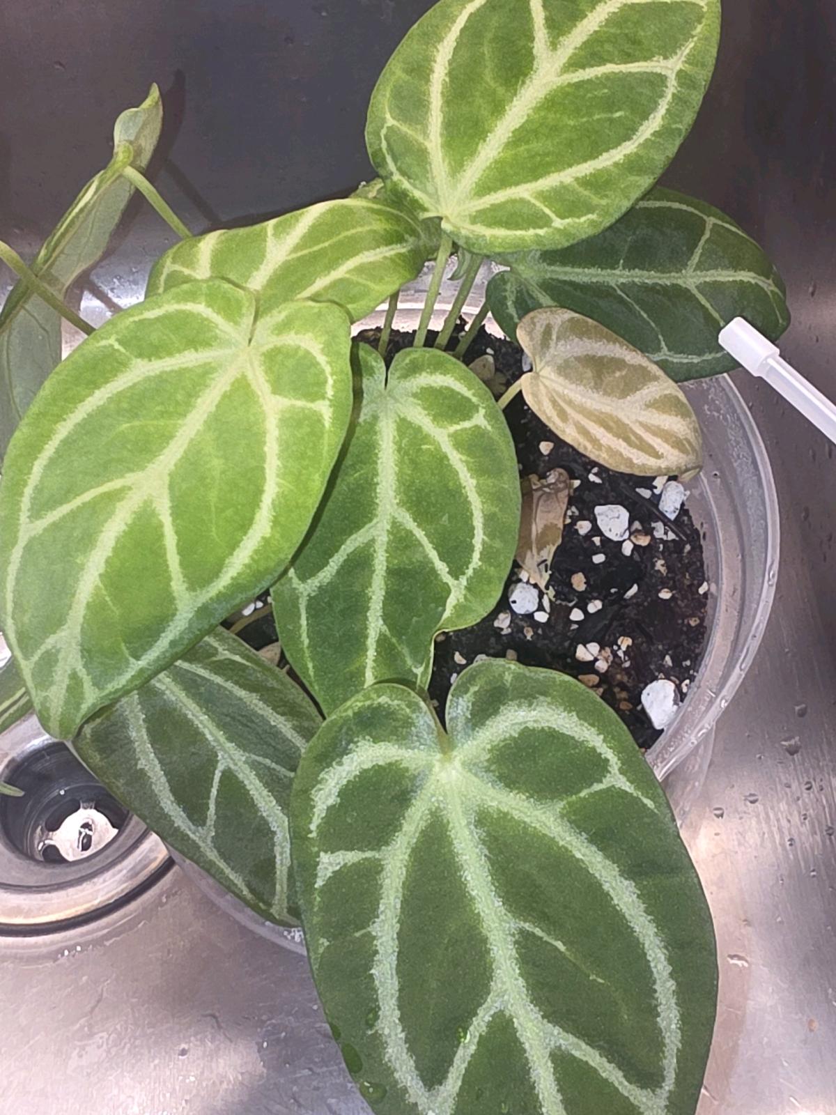 Anthurium Cross Hybrid w Display Case - Jaffrey, New Hampshire - FleaMarketBay