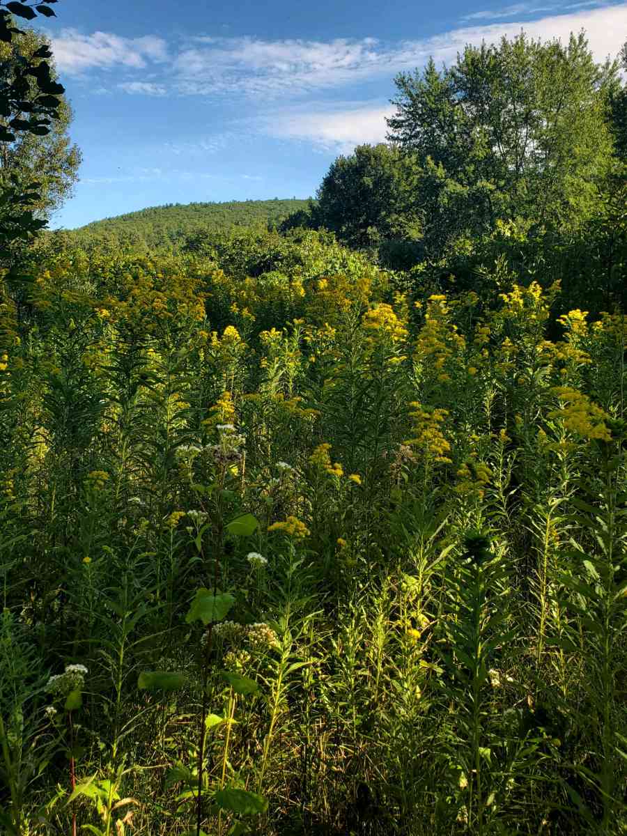 100 acres on top of Cold Spring Mountain - Adirondack, New York - FleaMarketBay