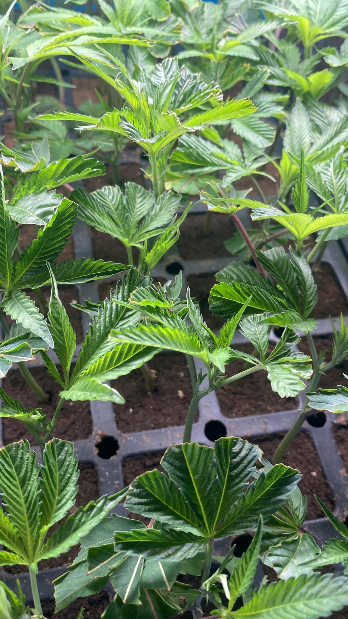 clones - San Jose, California - FleaMarketBay