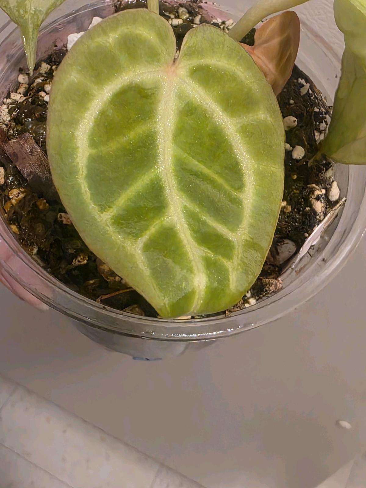 Anthurium Brown Derby - Jaffrey, New Hampshire - FleaMarketBay