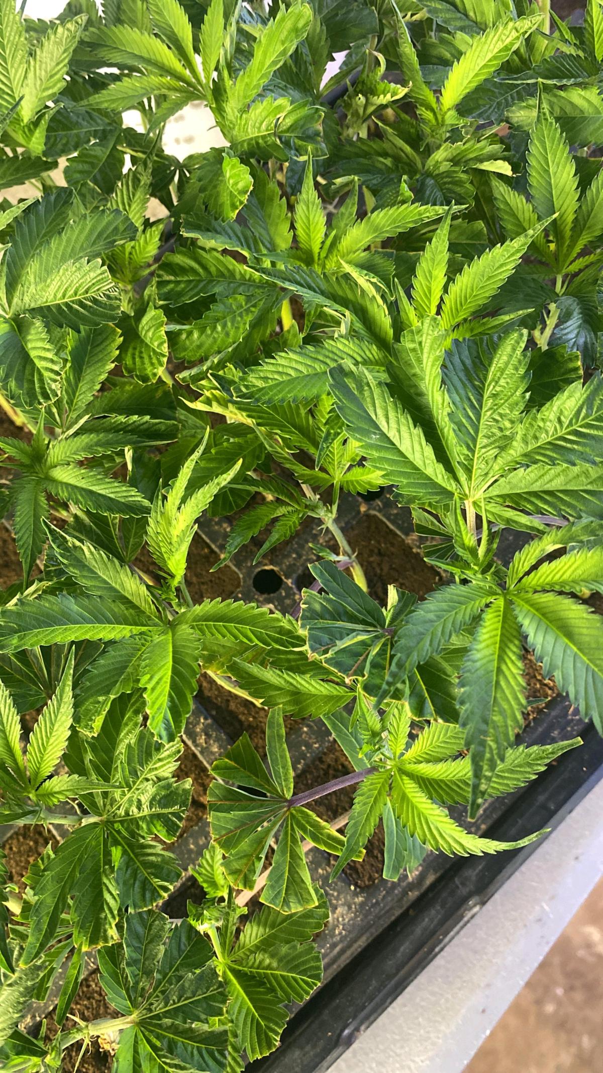 clones - Fresno, California - FleaMarketBay