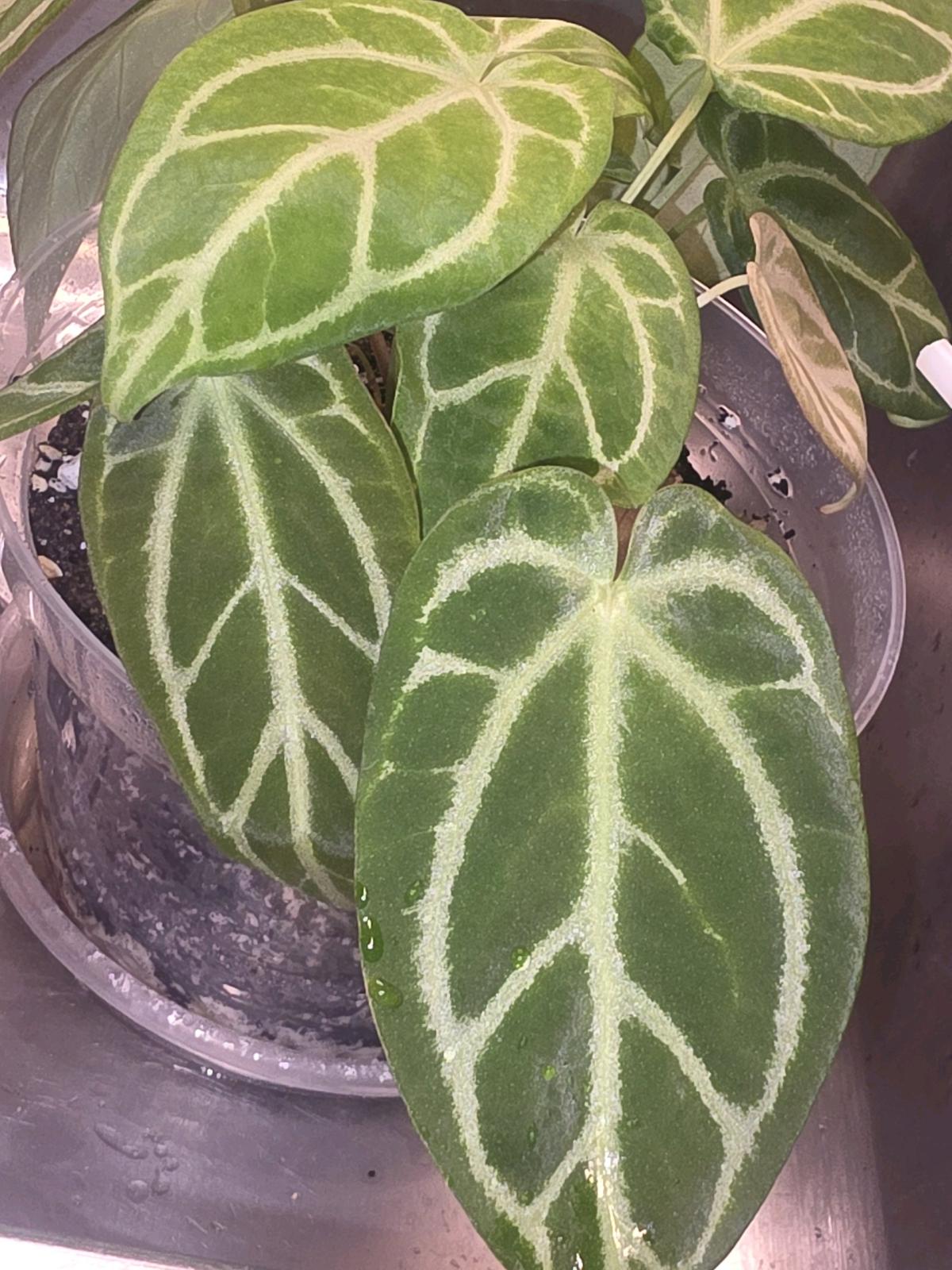 Anthurium Cross Hybrid w Display Case - Jaffrey, New Hampshire - FleaMarketBay