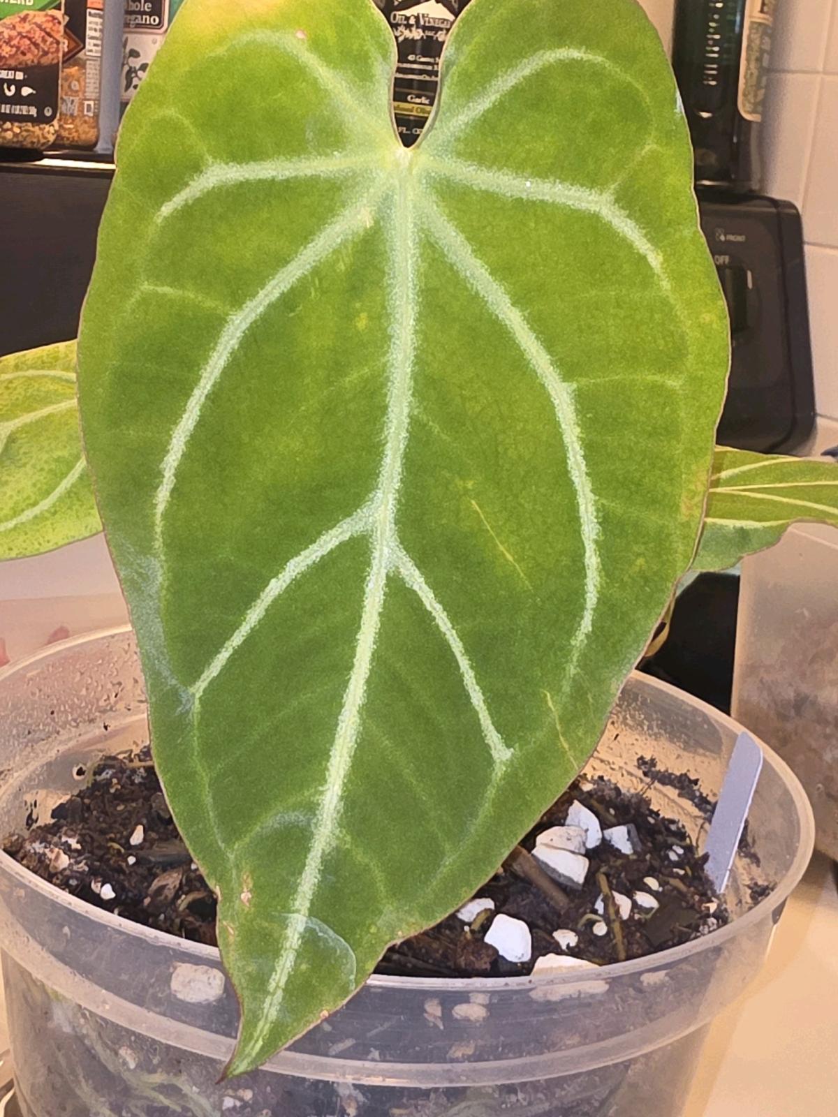 Anthurium Hybrid w Display Case - Jaffrey, New Hampshire - FleaMarketBay