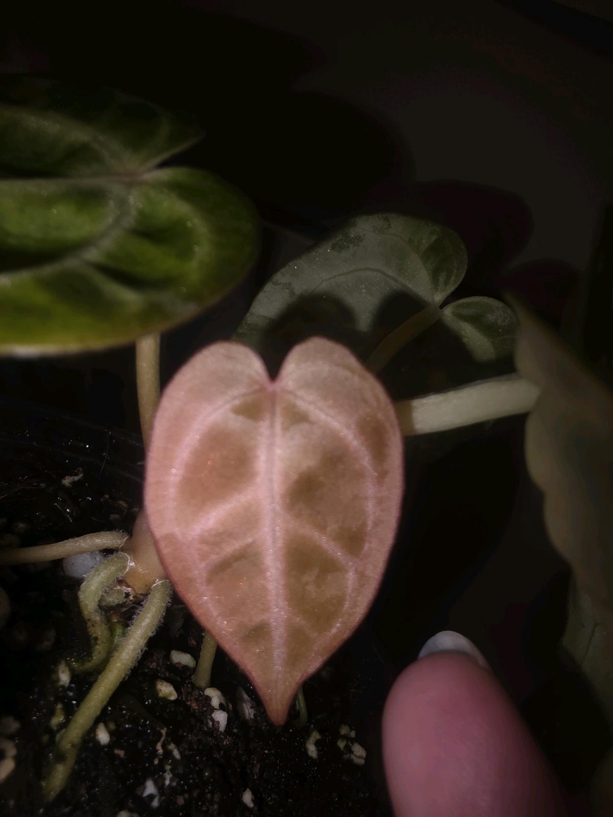 Anthurium Brown Derby - Jaffrey, New Hampshire - FleaMarketBay