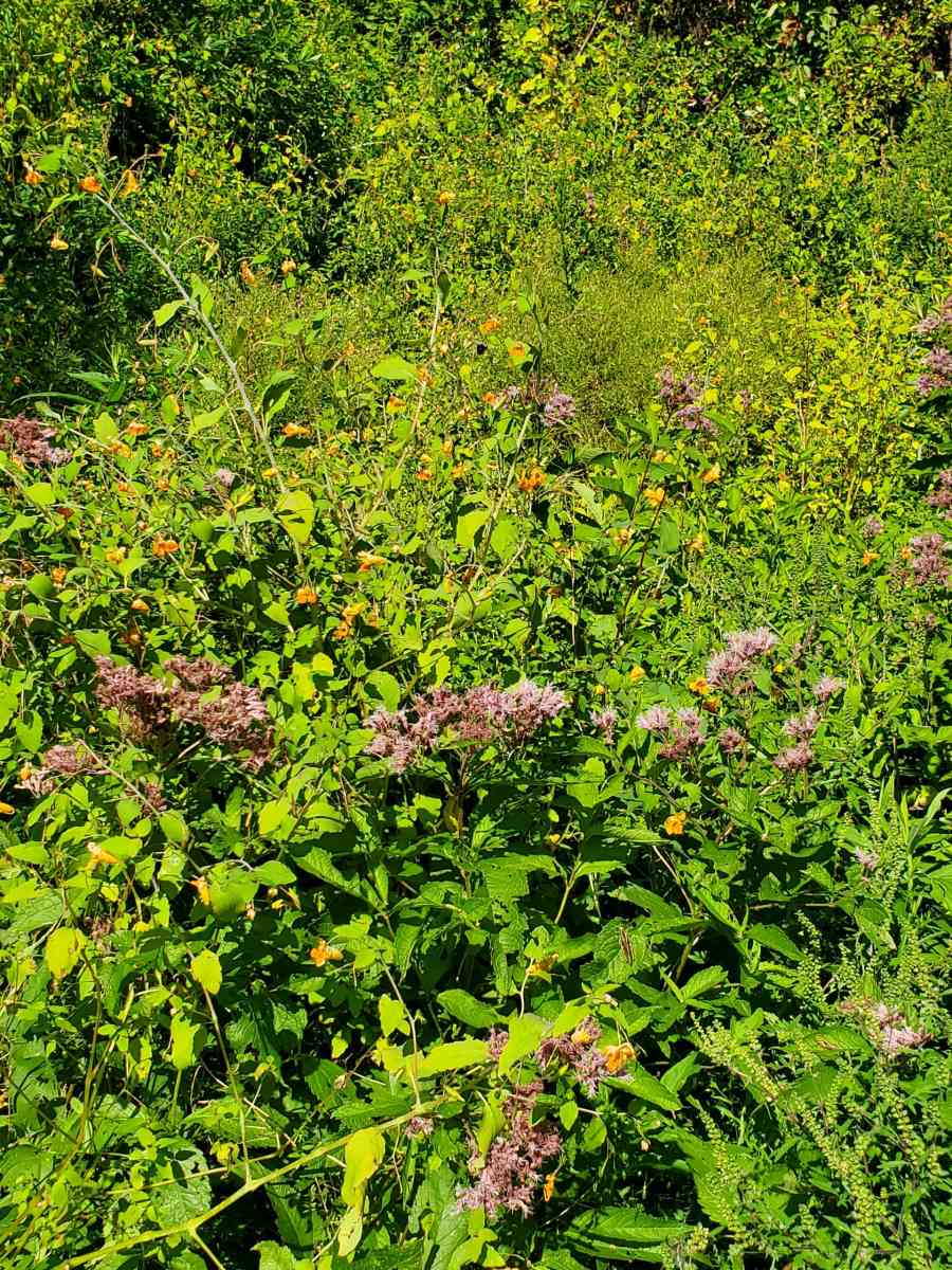 100 acres on top of Cold Spring Mountain - Adirondack, New York - FleaMarketBay