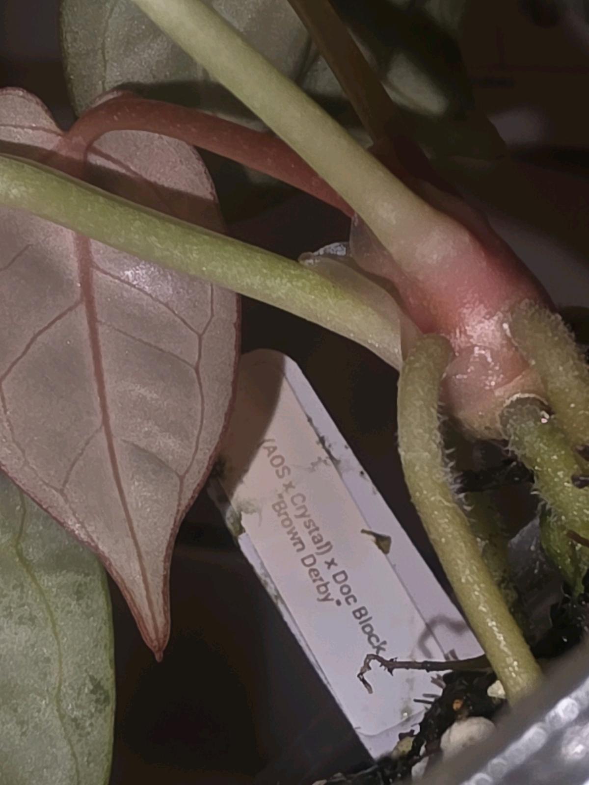 Anthurium Brown Derby - Jaffrey, New Hampshire - FleaMarketBay