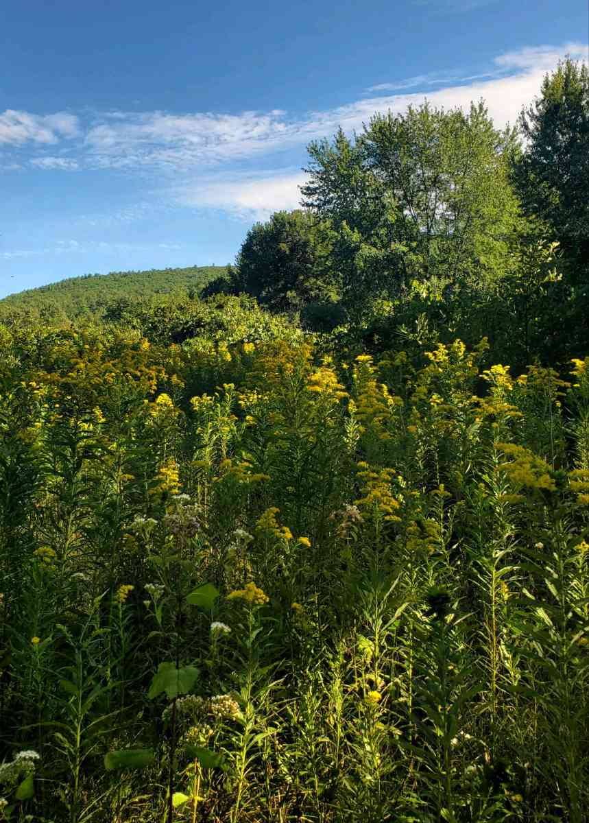 100 acres on top of Cold Spring Mountain - Adirondack, New York - FleaMarketBay
